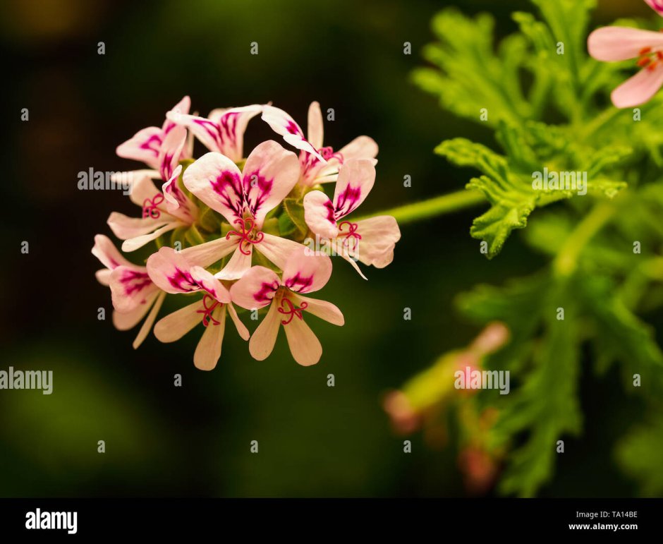 Пеларгония Pelargonium Roseum