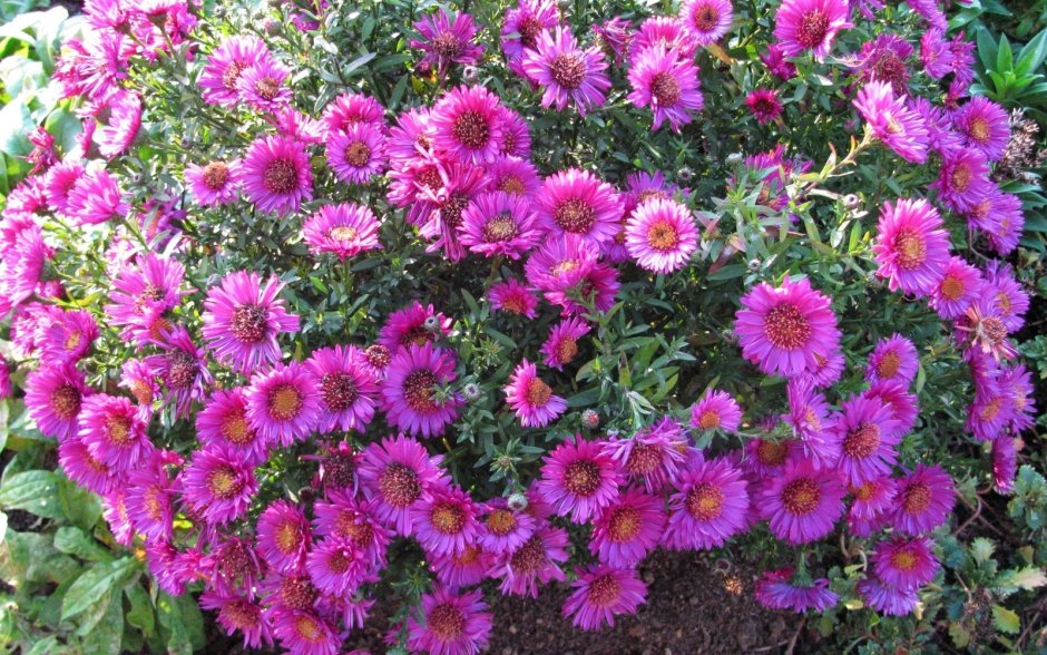 Астра многолетняя кустарниковая (Aster dumosus)