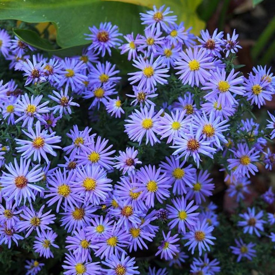 Астра новобельгийская (Aster Novi-Belgii &#96;Marie Ballard&#96;)