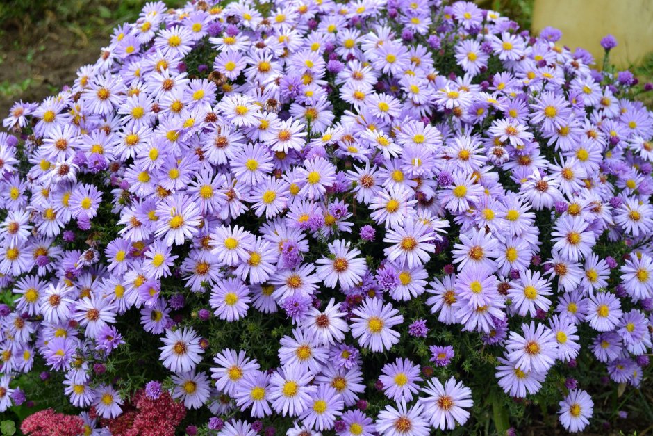 Астра кустарниковая Aster dumosus