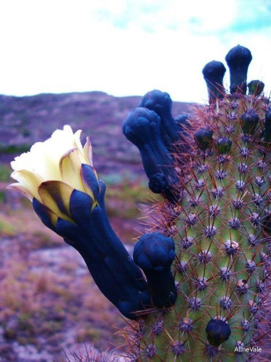 Cipocereus minensis