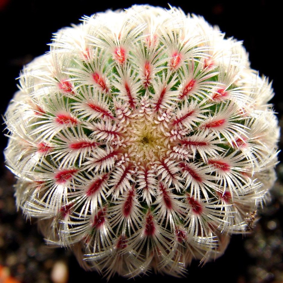 Эхиноцереус жестчайший -Echinocereus-rigidissimus