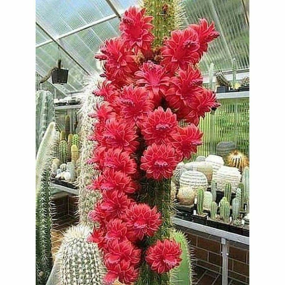 Неприхотливые красивоцветущие кактусы