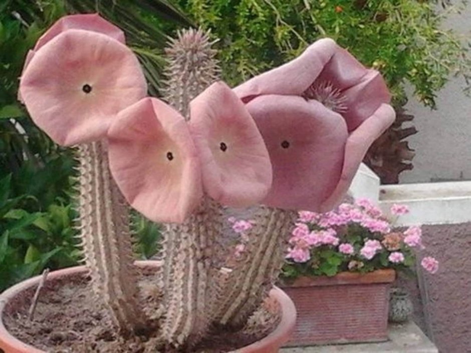 Hoodia Gordonii Seeds