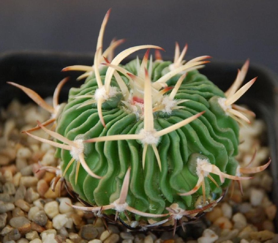 Echinofossulocactus phyllacanthus v. violaciflorus