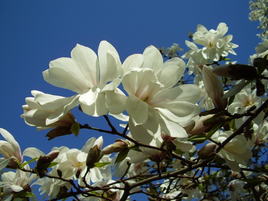 Магнолия белая цветок