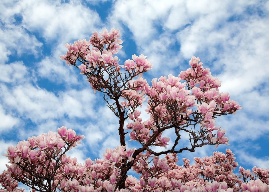 Магнолия розовая дерево