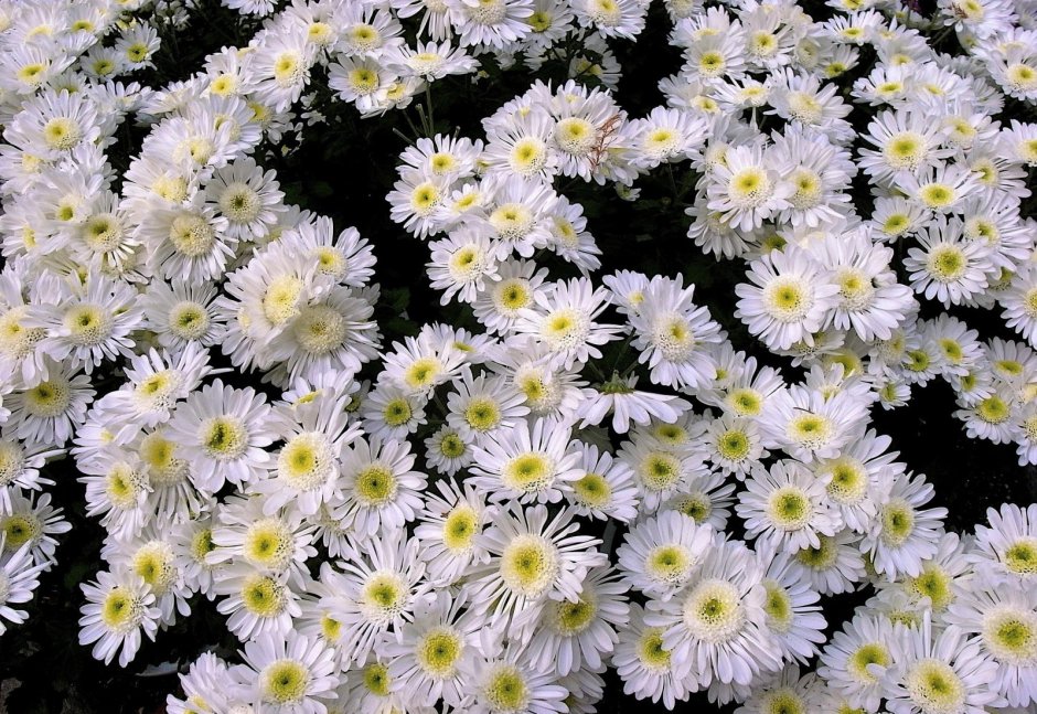 Хризантема мультифлора белая Ромашка