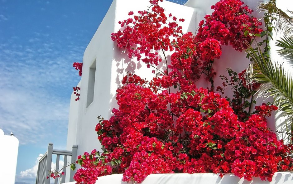 Миконос Греция цветы