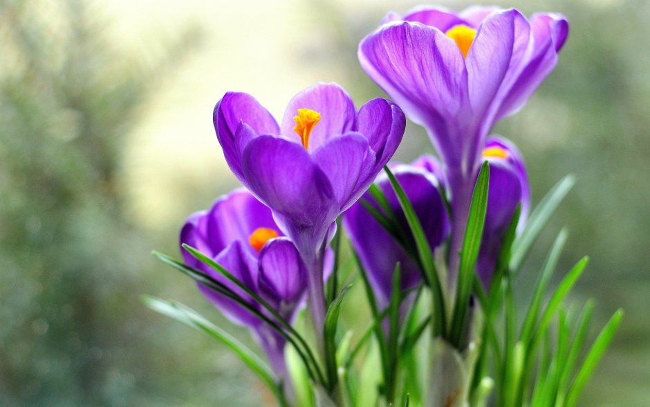 Крокус весенний фиолетовый