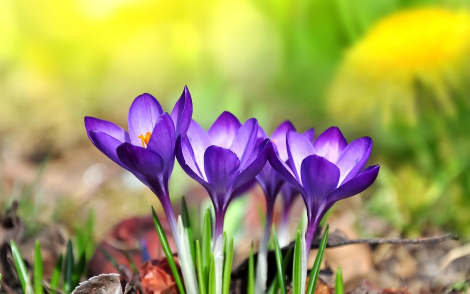 Крокус цветок фиолетовый