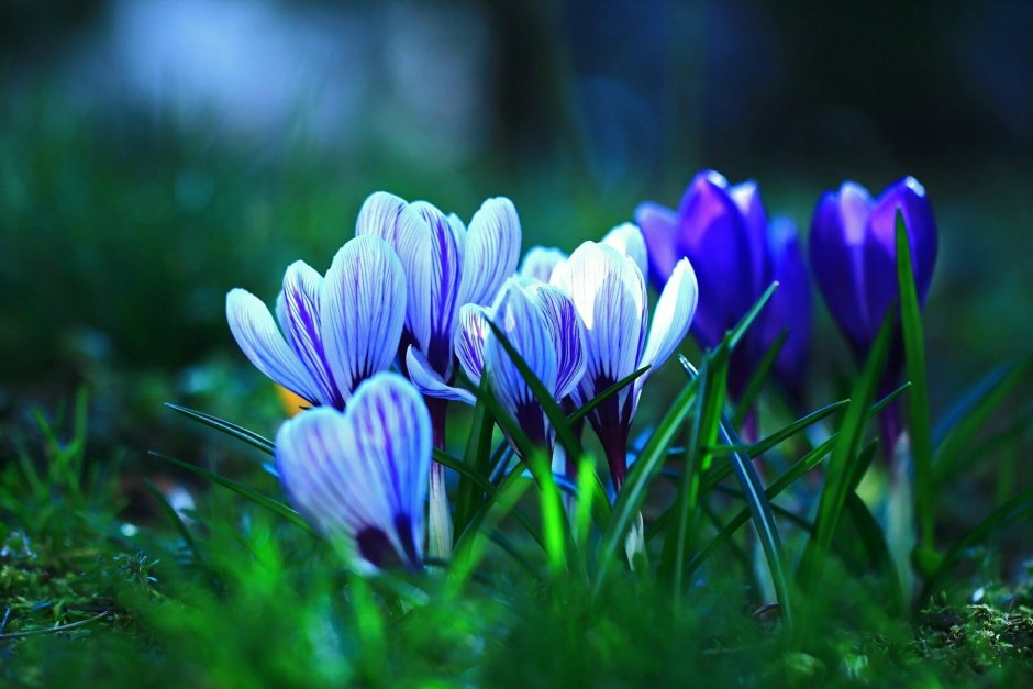 Цветы синенькие Крокус