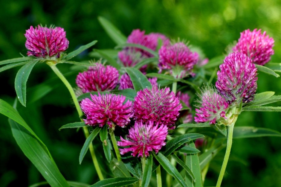 Красный Клевер Trifolium pratense