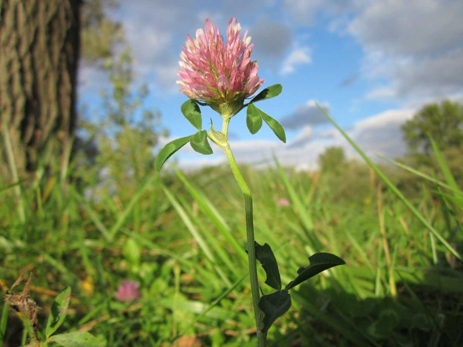 Клевер Луговой Trifolium praténse