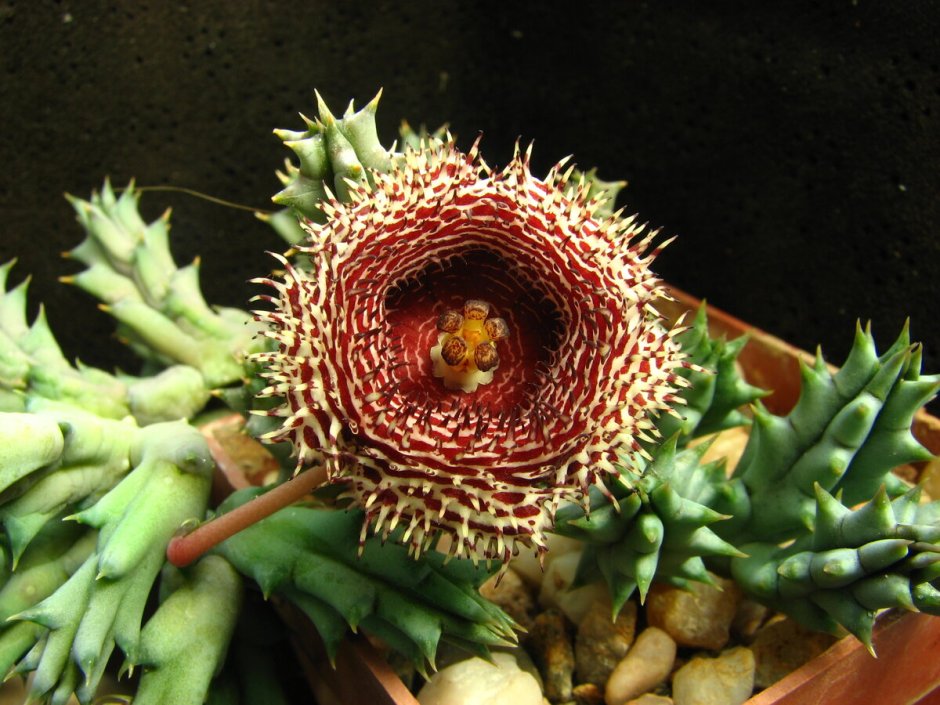 Huernia стапелия