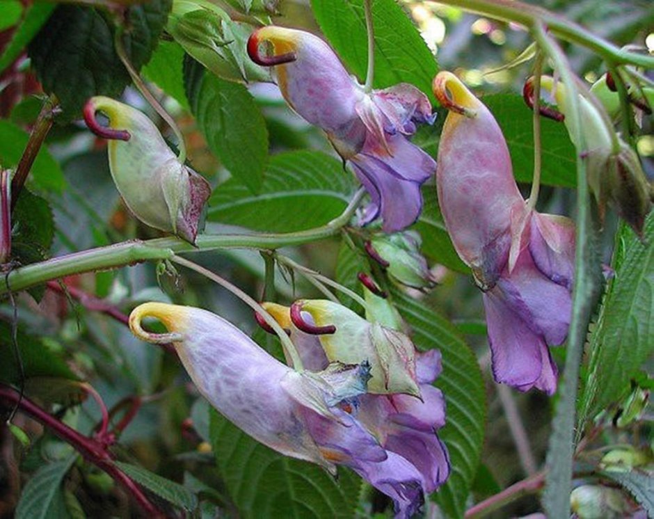Лиловая Магнолия цветы птицы