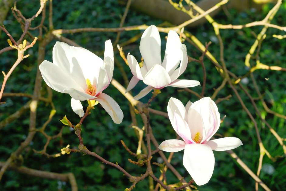 Magnolia denudata Yulan