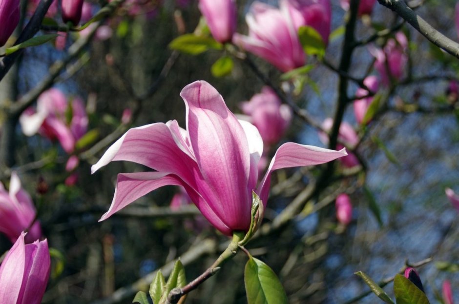 Yulan Magnolia Blossom