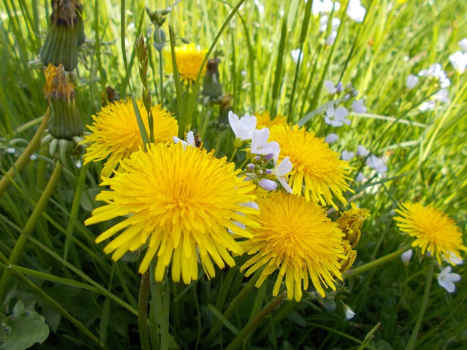 Flora Meadow: very hairy @FLORAMEADOW