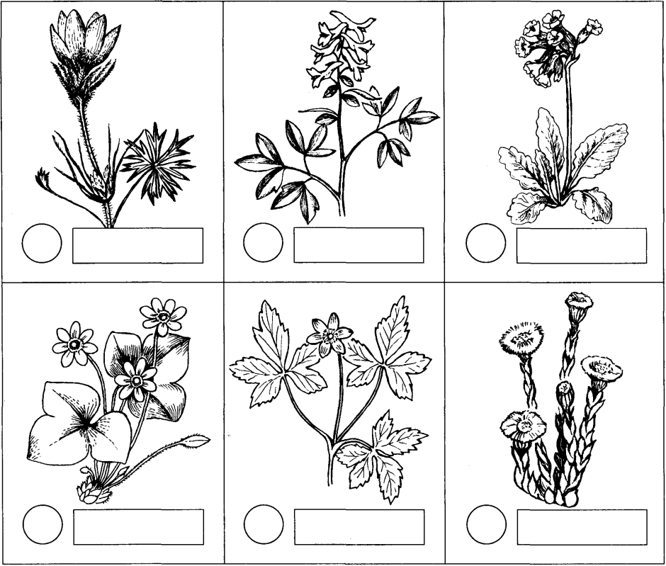 Trifolium Rubens