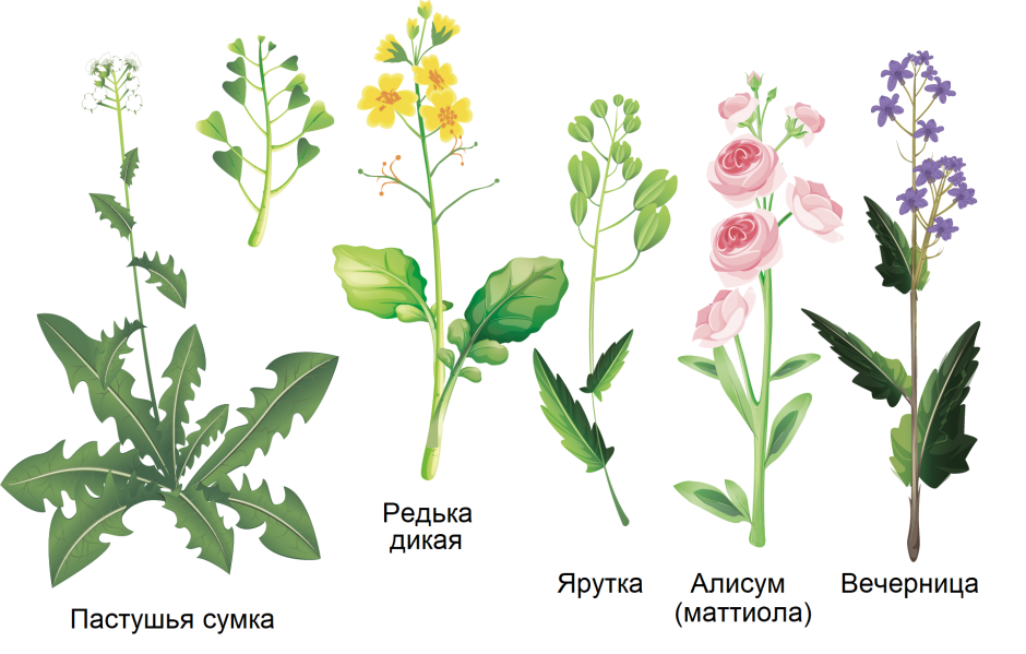 Лекарственные растения