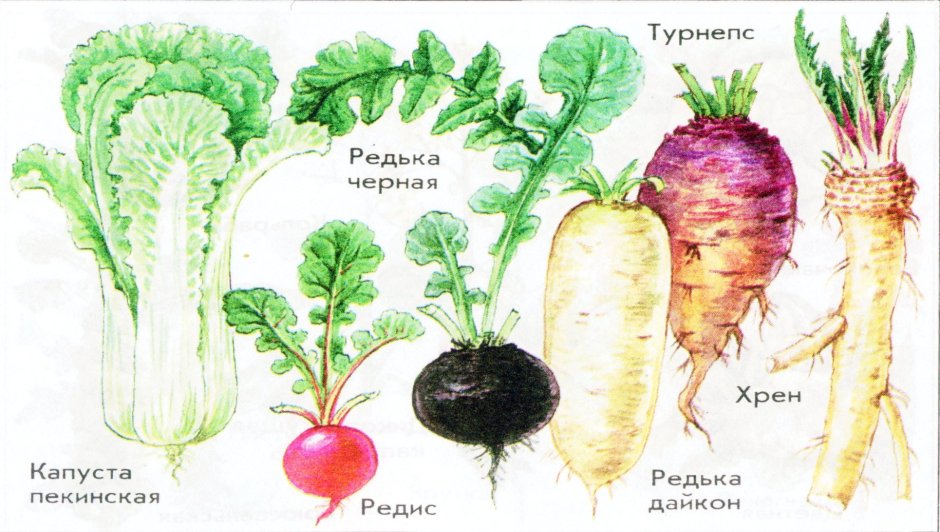 Рисунок дикорастущего и культурного растения