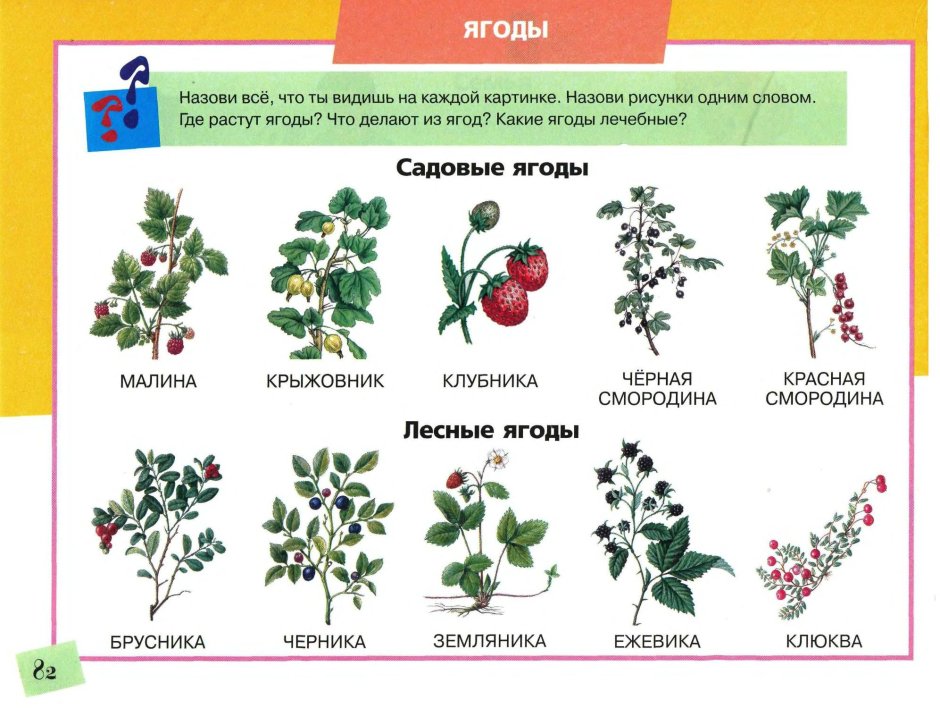 Лекарственные растения