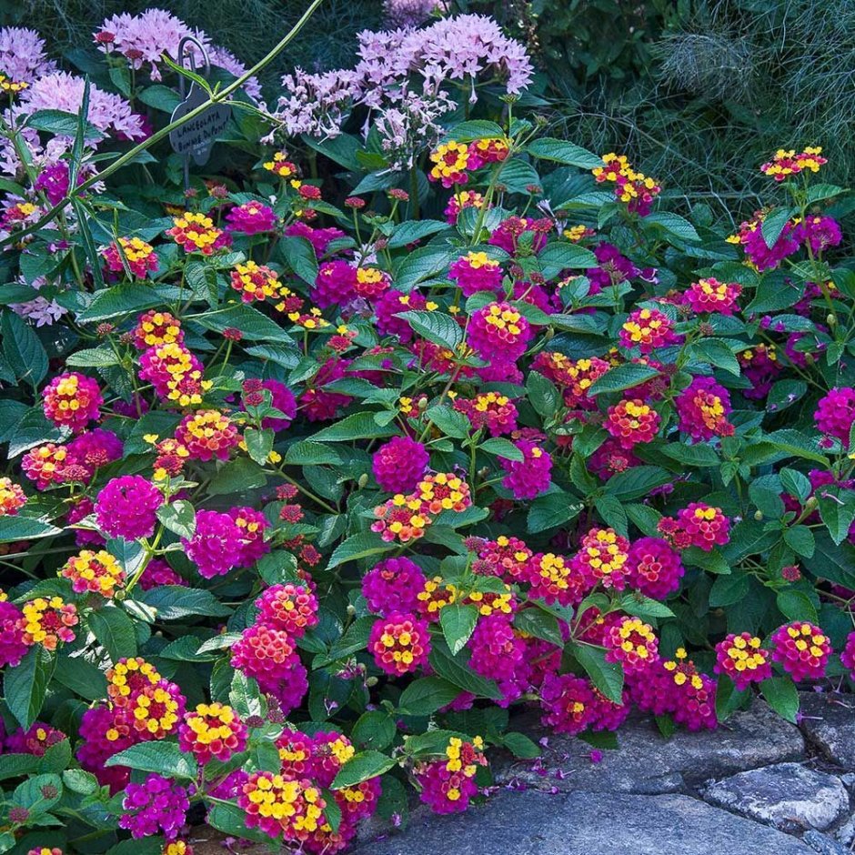 Цветы многолетники тенелюбивые для сада неприхотливые долгоцветущие фото и названия