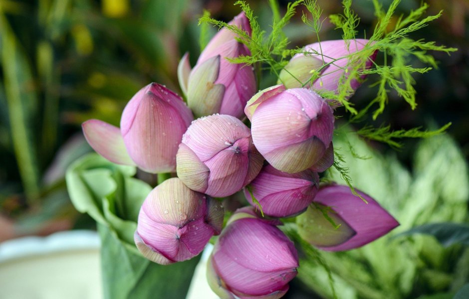 Цветы лотоса букет