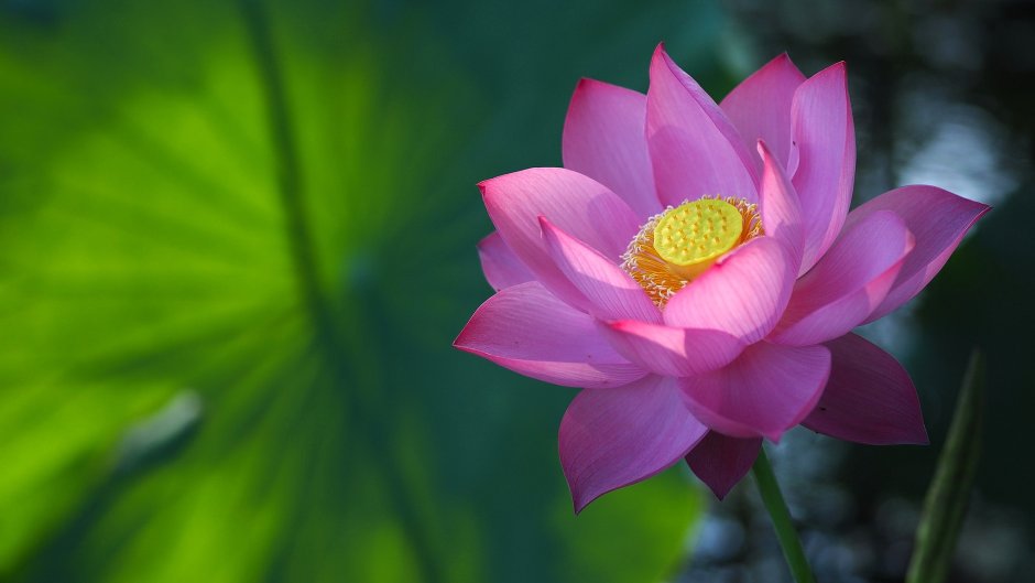 Розовый Лотос цветок