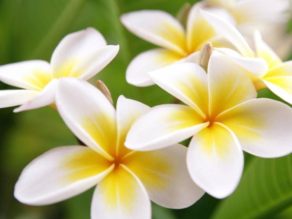Гавайский цветок Лехуа