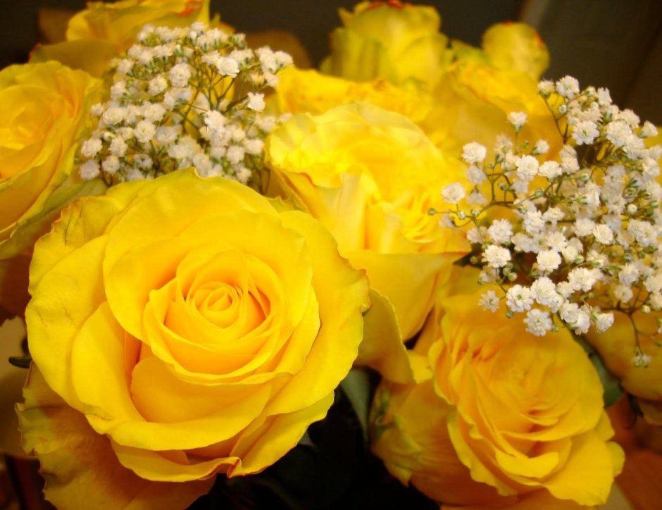 Желто белые розы красивые
