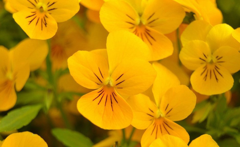 Жёлтый цветок название
