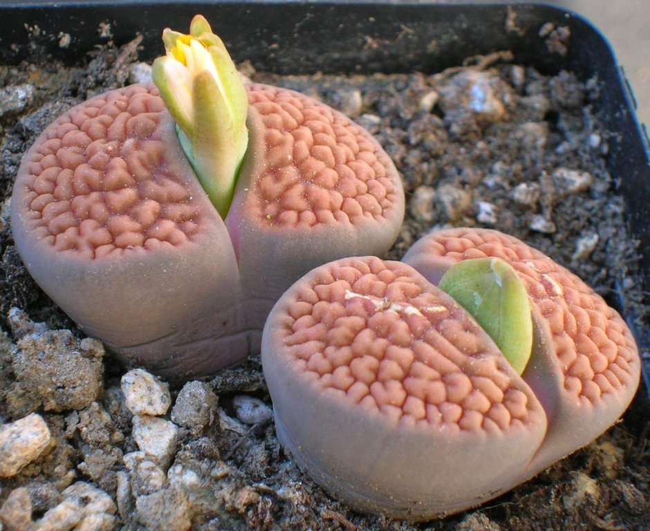 Lithops lesliei