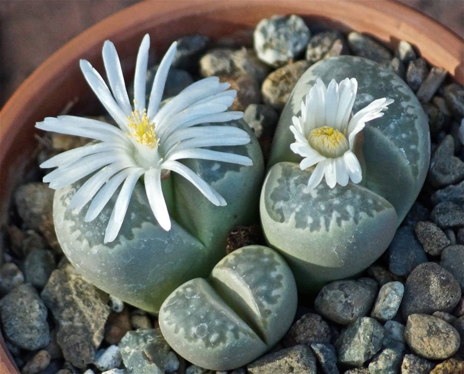 Lithops fulviceps c 220