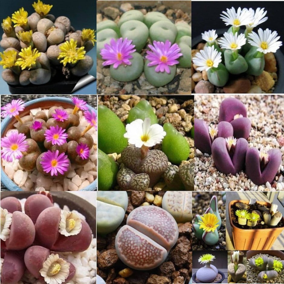 Живой камень, Литопс (Lithops species)