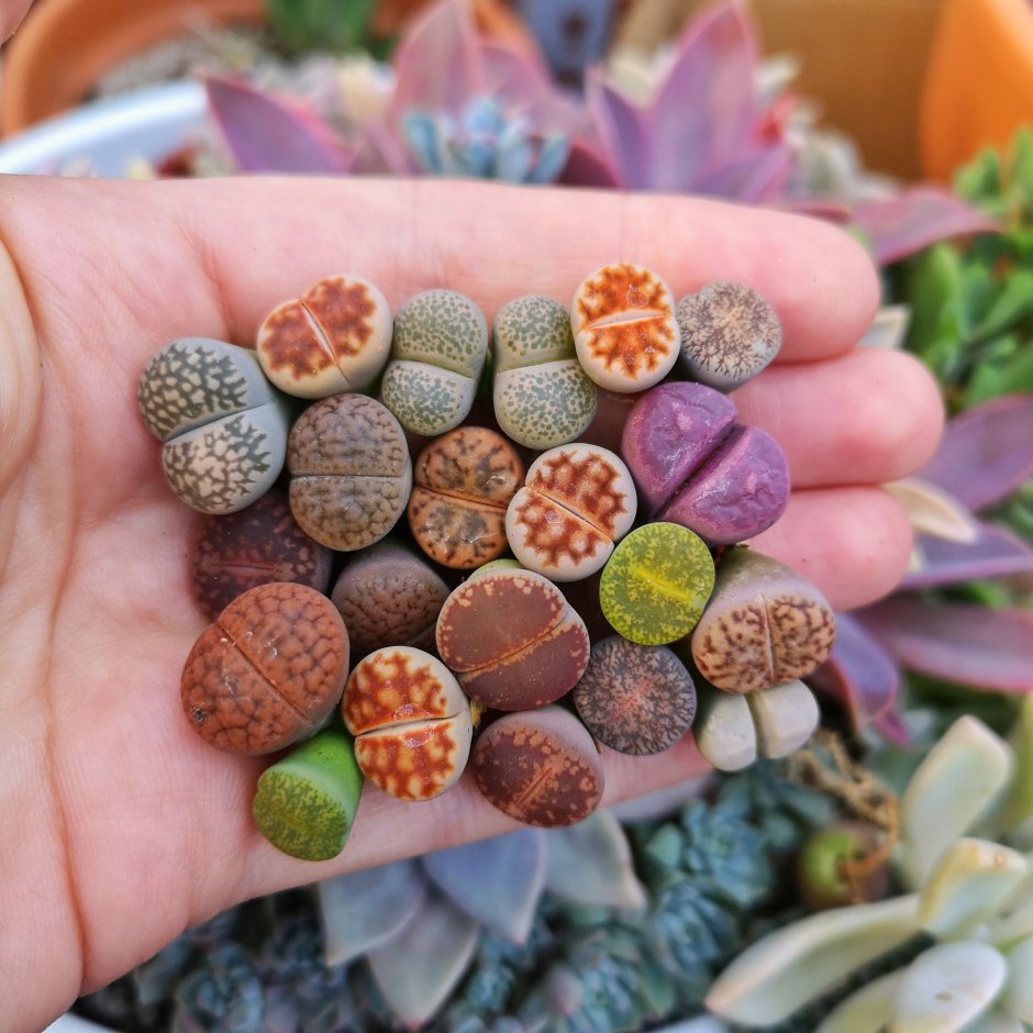 Lithops terricolor