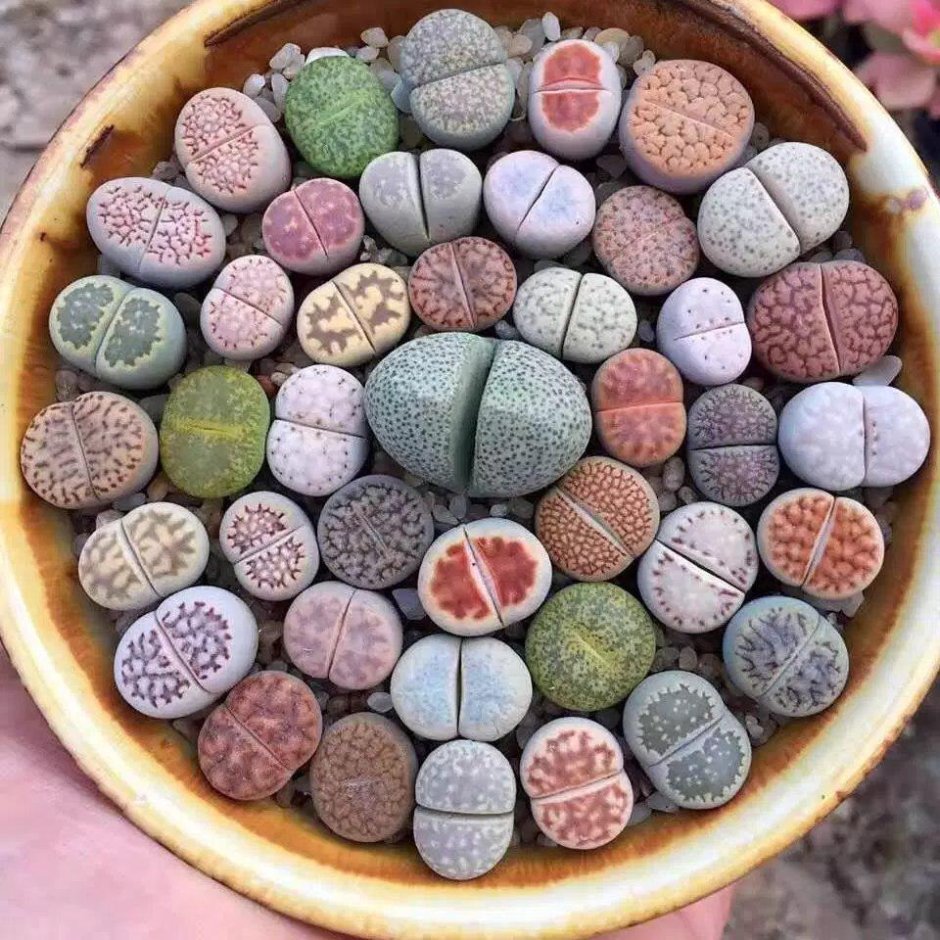 Lithops gracilidelineata c189