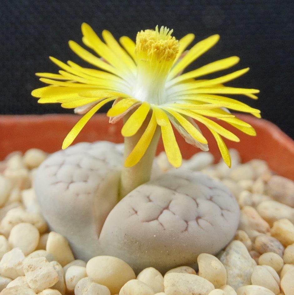 Conophytum pageae