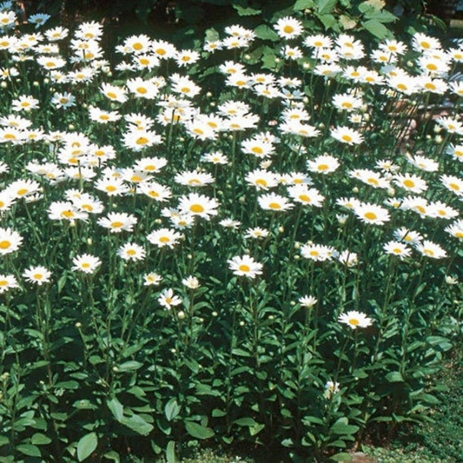 Нивяник великолепный / Leucanthemum x superbum "White Breeze" / (р9)