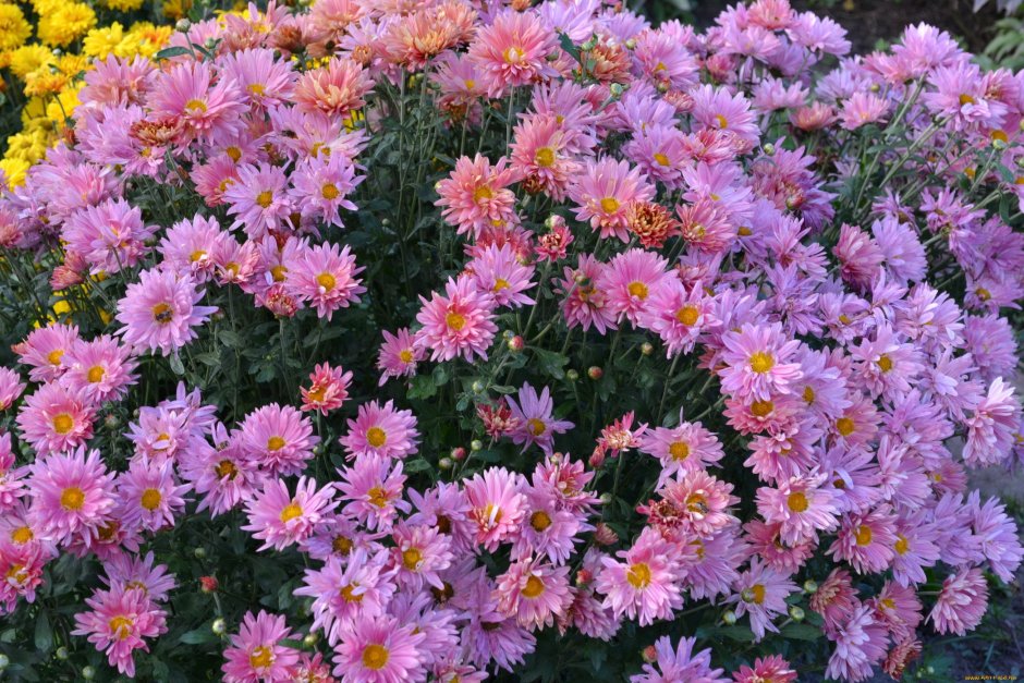 Хризантема мелкоцветковая многолетняя