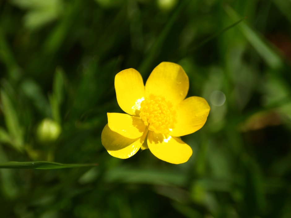 Маленькие желтые цветочки