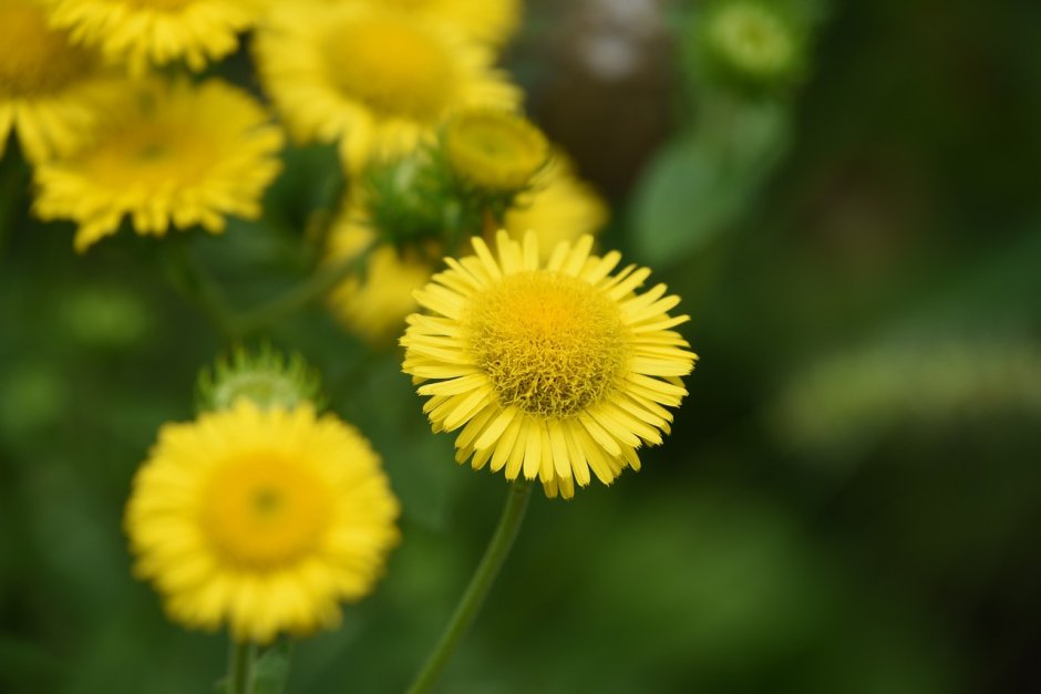 Желтый полевой цветок Сложноцветные