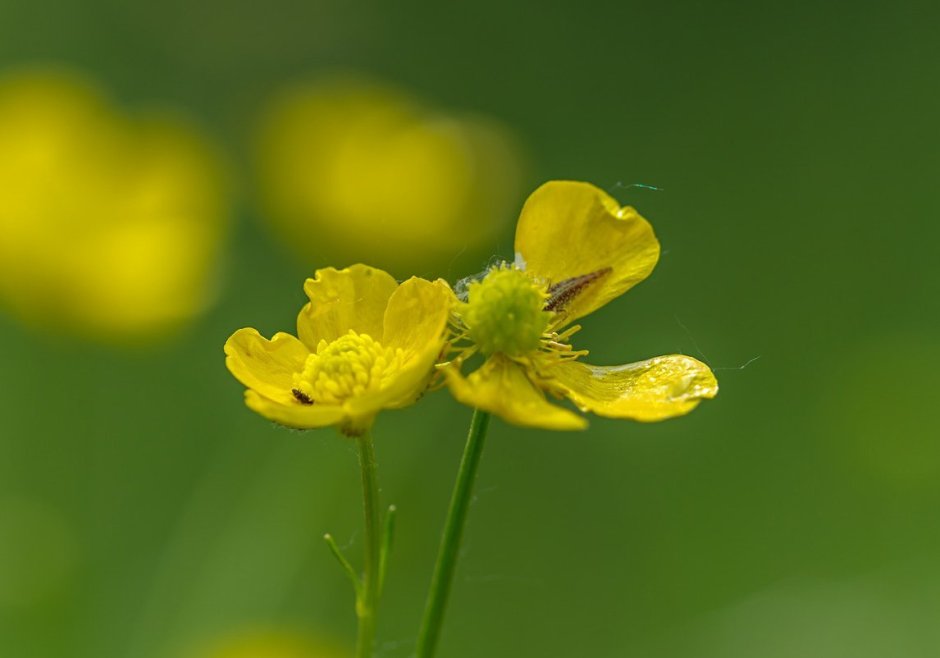 Желтые полевые цветы без лепестков