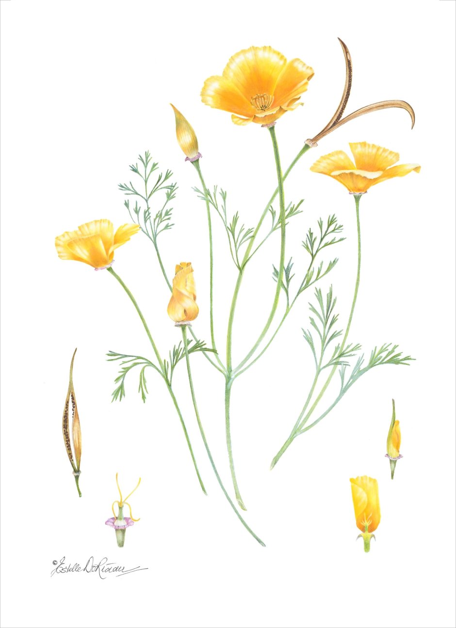 Желтый Луговой цветок медонос
