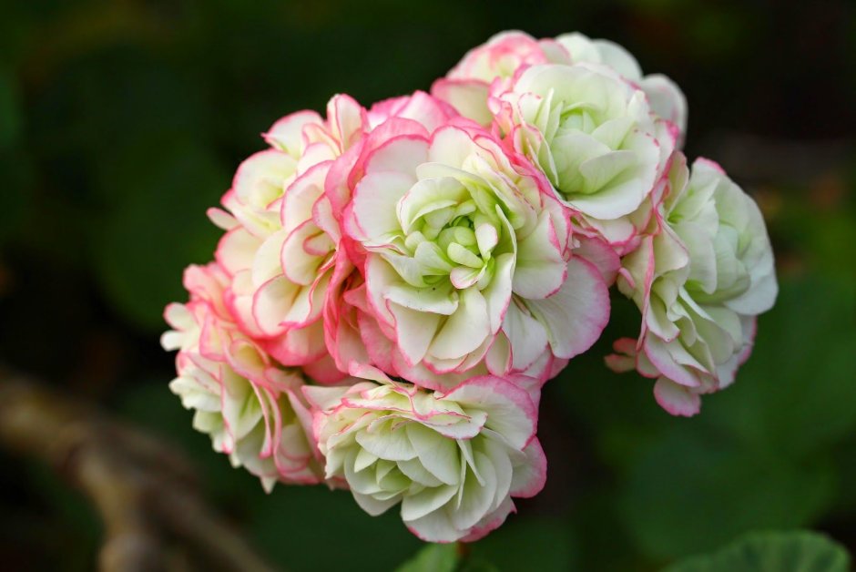 Пеларгония плющелистная Grandeur Ivy Arctic Rose