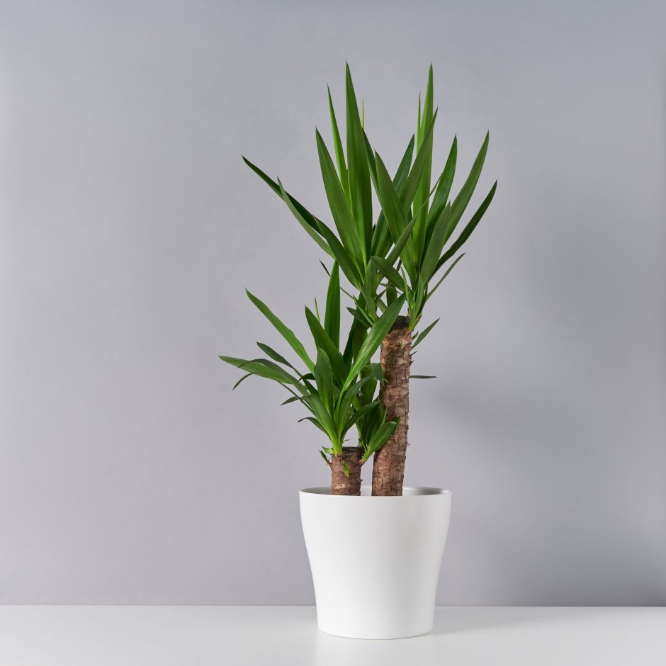 Юкка нитчатая (Yucca filamentosa)