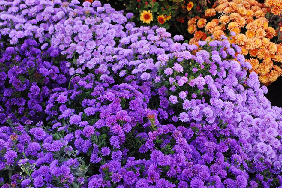 Декоративное растение с фиолетовыми цветами