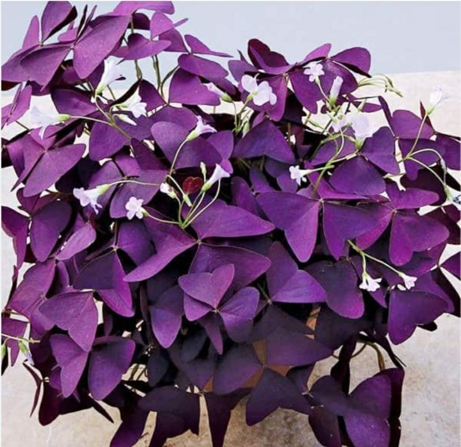 Кислица треугольная (Oxalis triangularis)