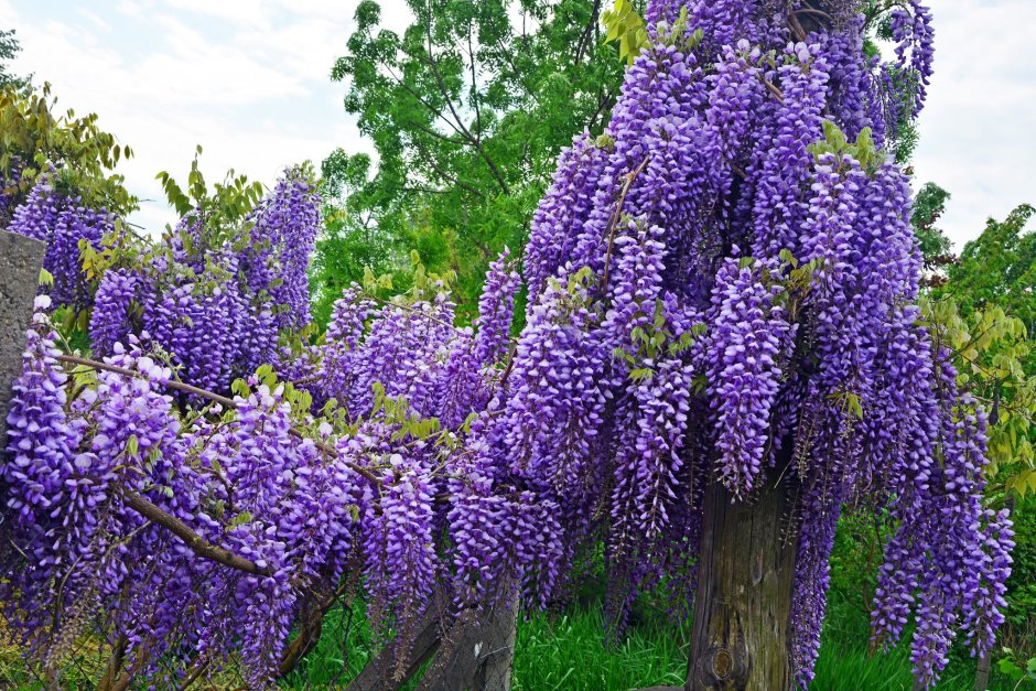 Кустарниковая Глициния (Wisteria frutescens)